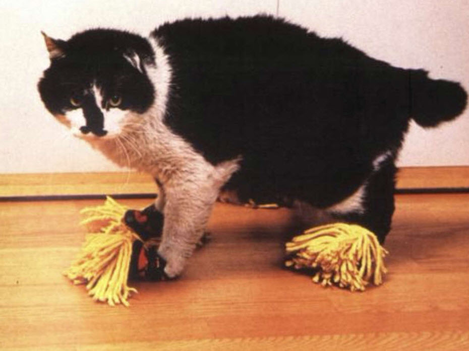 cat wearing a mop slippers